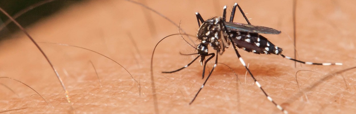 O mosquito Aedes aegypti .