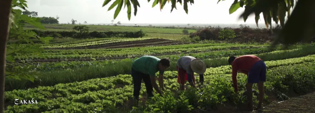 Plano De Safra Da Agricultura Familiar Repetindo Erros Revista Ser