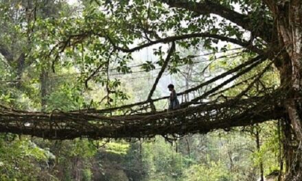 Pontes de tolerância – João Rego