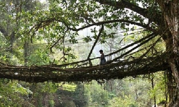 Pontes de tolerância – João Rego