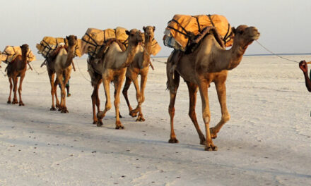 Criemos Camelos!