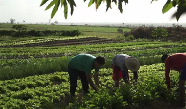 Plano de Safra da agricultura familiar: repetindo erros