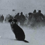 80 anos do fim do Terceiro Reich