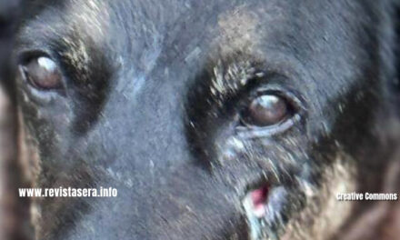 Orelha Também é Olho