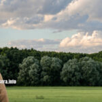 O Catecismo da Ecologia na Formação de uma Consciência Ambiental no Brasil