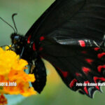 Borboletas